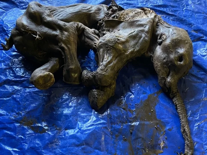 A 30,000 Year Old Baby Wooly Mammoth, named Nun Cho Ga di, found by miners in the Yukon Permafrost in 2022.