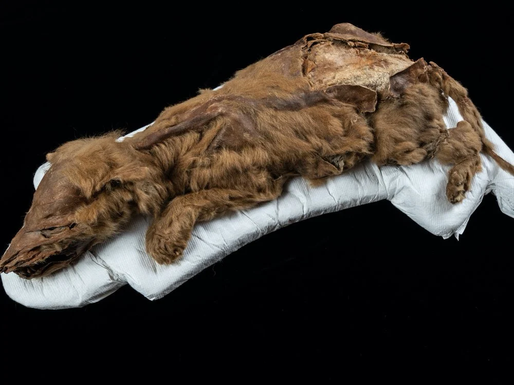A Young Female Wolf Pup Who Died in The Yukon Some 57,000 years ago.