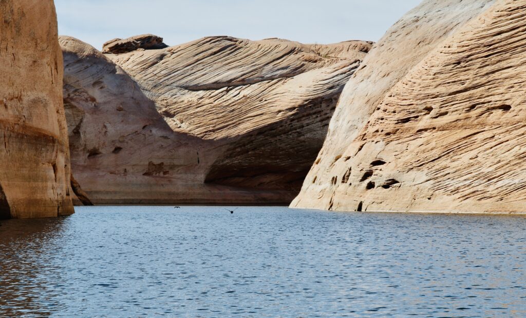 Water Fowl fly above the surface of Lake Powell. (Photo by Dennis McKenna)