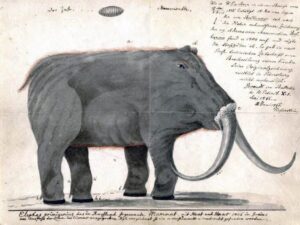 Early 19th century drawing of a Mammoth. (WikiCommons/Public Domain)