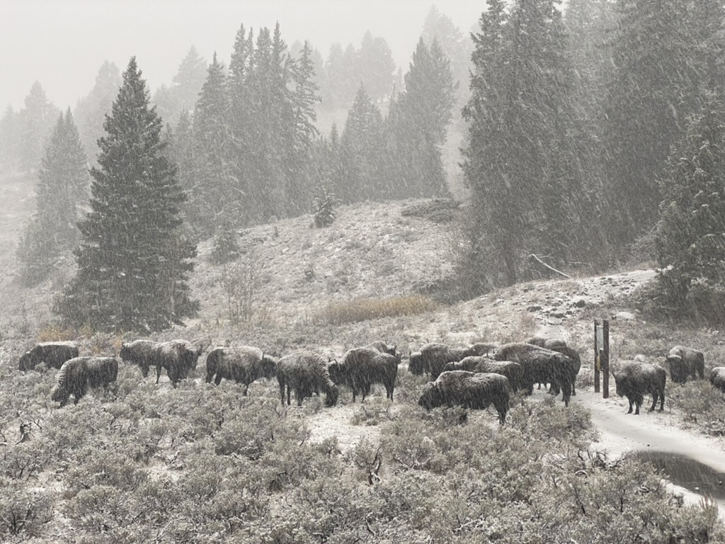 Buffalos in snow