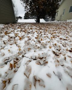 Cottonwood leaves under early snow, Bismarck, ND. (Photo by Clay Jenkinson)