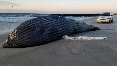 A deceased humpback whale washed up on the Atlantic coast. (Nassau Police Photo)