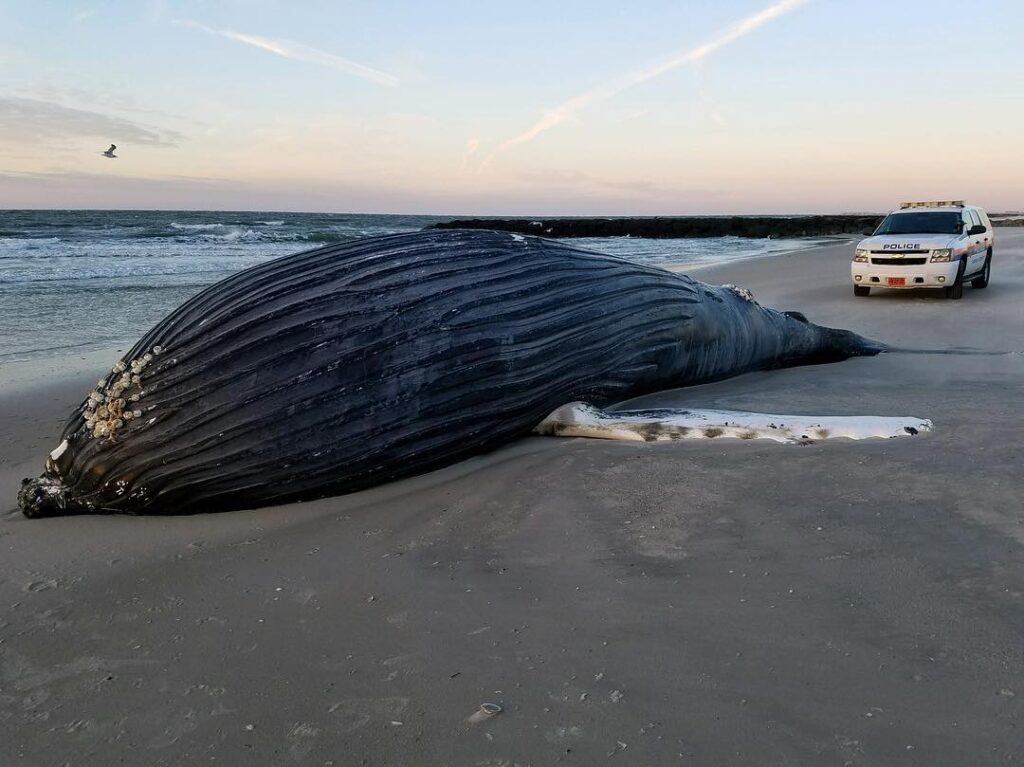 A deceased humpback whale washed up on the Atlantic coast. (Nassau Police Photo)