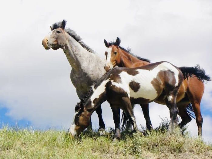 Wild horses