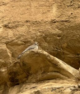 A peregrine falcon watches from the cliffs at Chaco Canyon.