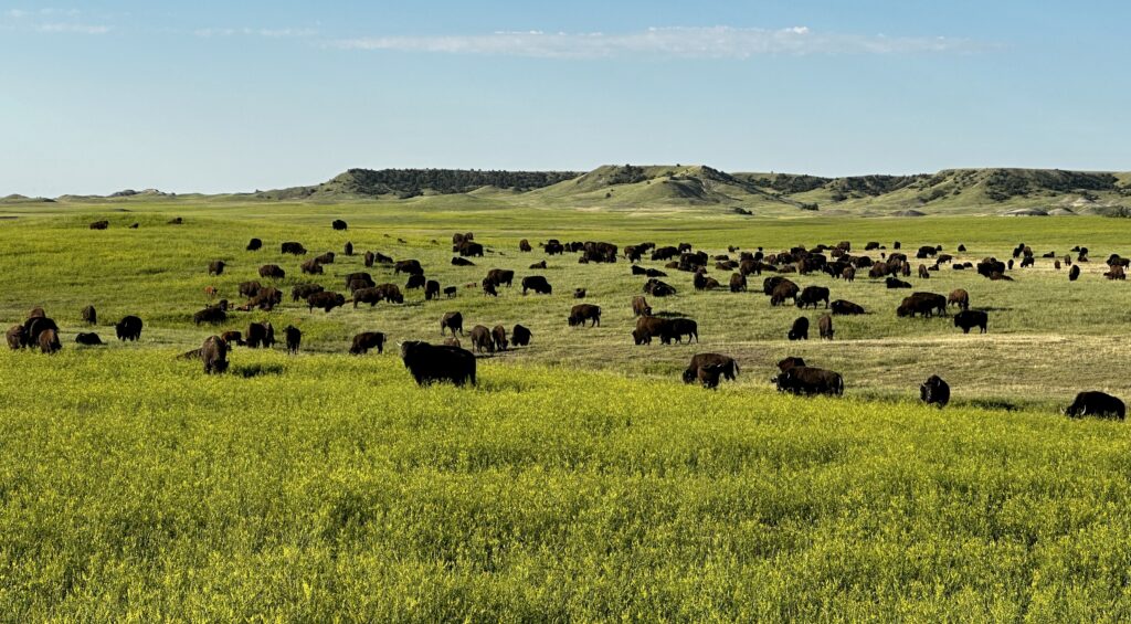 A visit with author, falconer and pioneering regenerative rancher Dan O'Brien on his remarkable Cheyenne River Buffalo Ranch.