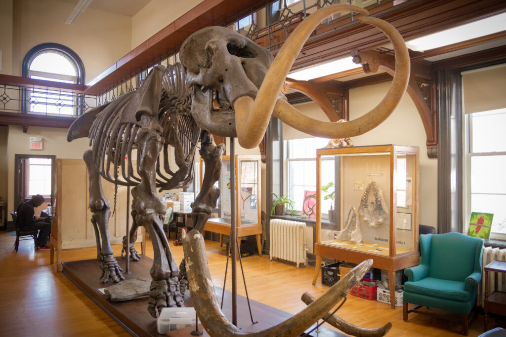Mastodon skeleton on display at Rutgers Geology Museum.