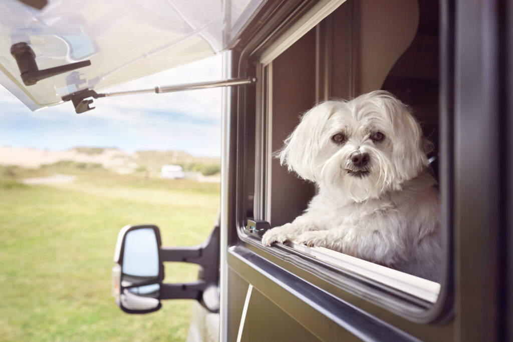 Dog in RV.