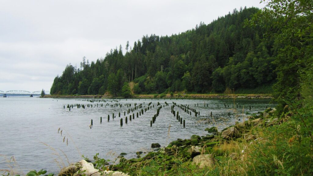 Earlier this week, Clay made a pilgrimage to the site called Dismal Nitch, where Lewis and Clark were marooned for six miserable days in November 1805. There is a somewhat confusing academic debate about which of the three or four identical nitches within a two-mile stretch of the Columbia River estuary is the actual, official, certified Dismal Nitch. This seems to have sent Clay into a bit of a spin.