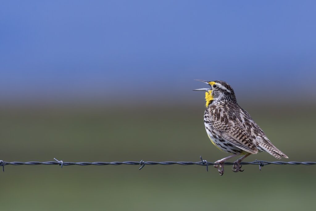 A Western Meadowlark.