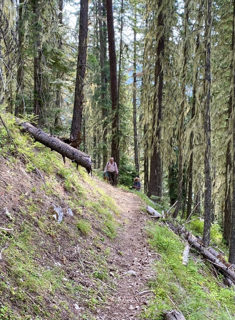 Hikers walking along a narrow dirt trail winding uphill through a dense pine forest with hanging moss.