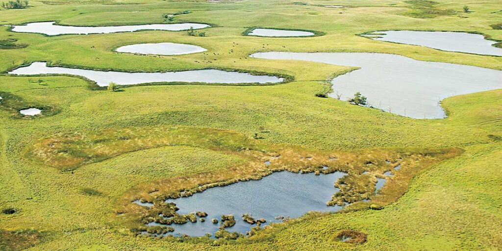 Formed by retreating glaciers 10,000 years ago, Prairie pothole wetlands are shallow, freshwater marshes scattered across the Great Plains. They provide vital waterfowl habitat. According to the EPA, about half of all prairie potholes have been drained or altered for agricultural use.
