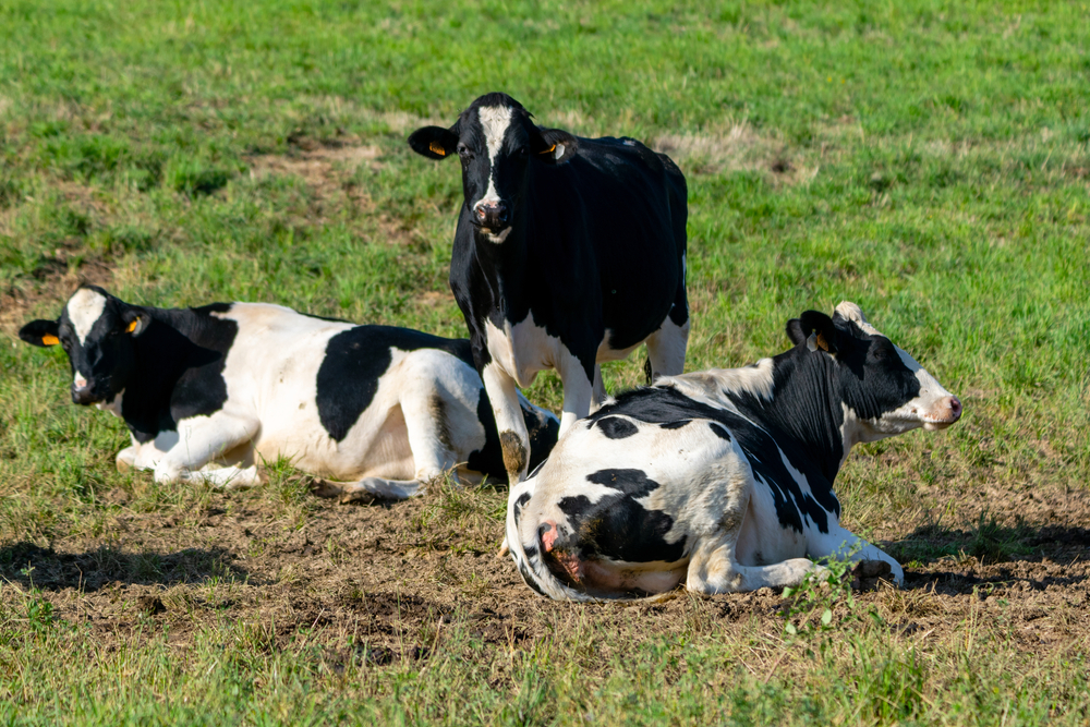 Three black-and-white dairy cows resting in a green pasture; two lie on the ground while one stands nearby.