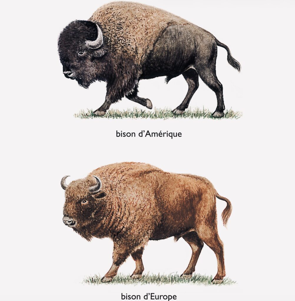 American and European Bison