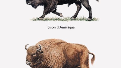 American and European Bison. American and European Bison.