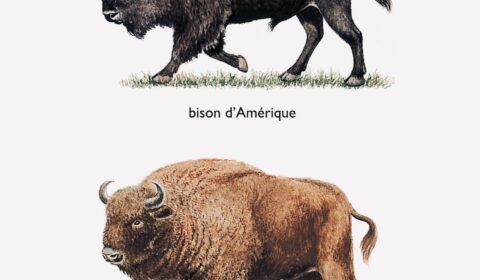 American and European Bison.
