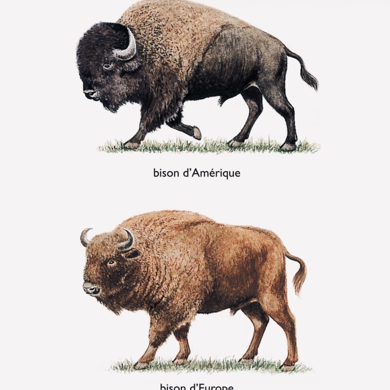 American and European Bison.