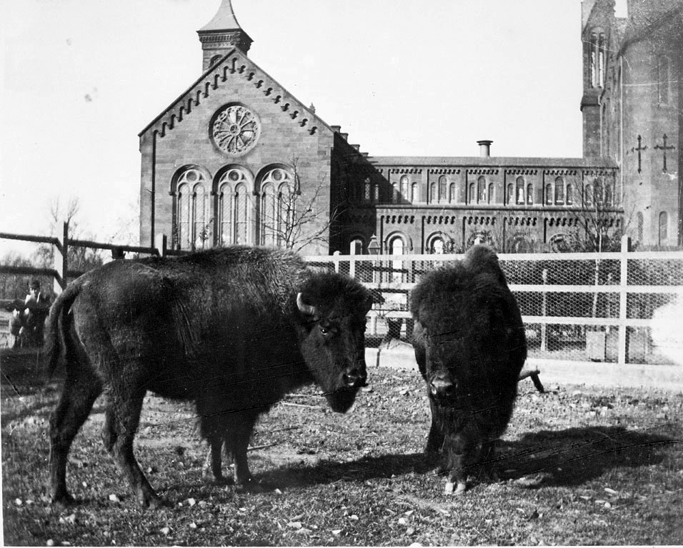TAmerican bison in a paddock behind the Smithsonian Institution Building, Washington, D.C. circa 1887.